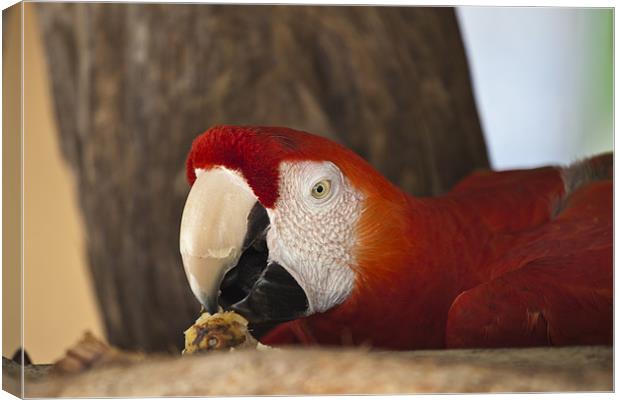 Scarlet Macaw eating fruit Canvas Print by Craig Lapsley