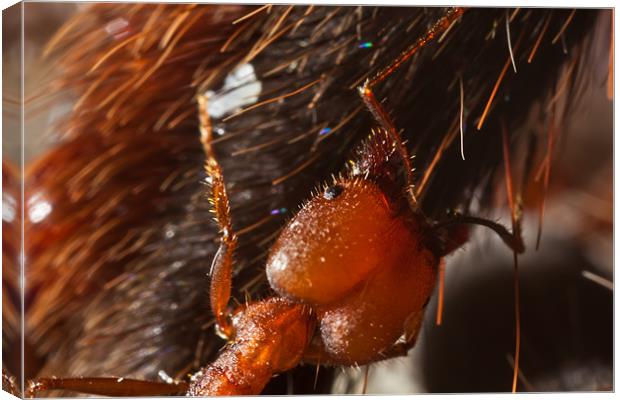 Ant climbing a spiders leg Canvas Print by Craig Lapsley