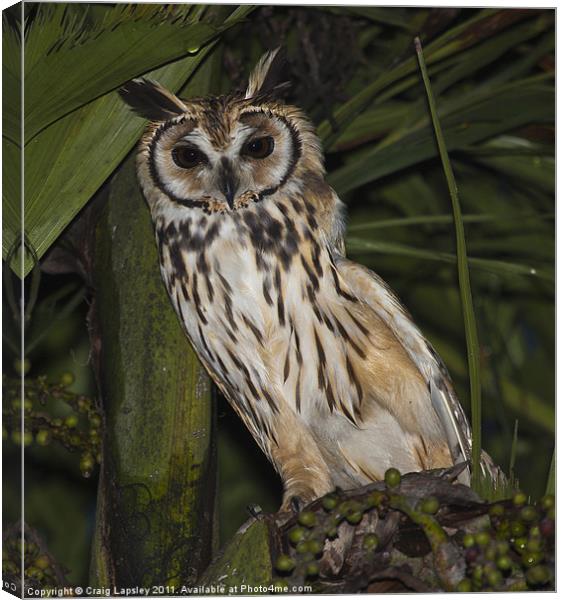 Striped owl sheltering in tree Canvas Print by Craig Lapsley