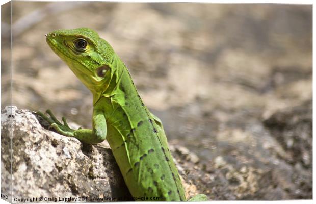 small green lizard, Chameleon Canvas Print by Craig Lapsley