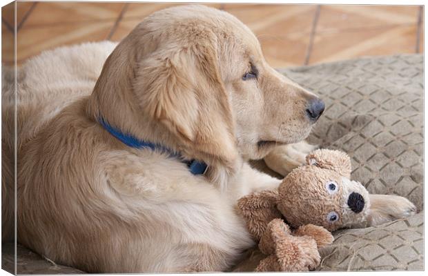 puppy with toy Canvas Print by Craig Lapsley