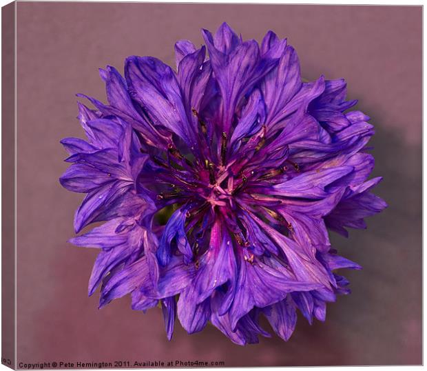 Cornflower Canvas Print by Pete Hemington