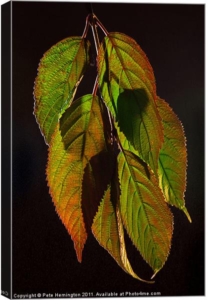Viburnum backlit leaf composition Canvas Print by Pete Hemington