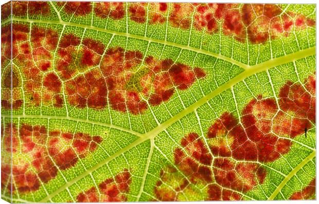 Vine leaf close-up Canvas Print by Pete Hemington