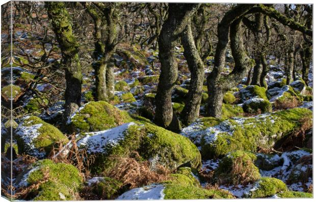 Black-a-Tor Copse Canvas Print by Pete Hemington