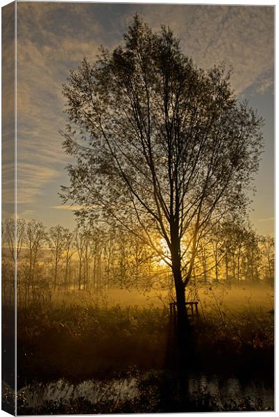 Morning mist through trees Canvas Print by Pete Hemington