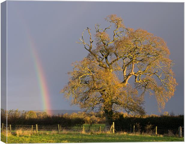 Rainbow and Oak tree in Willand Canvas Print by Pete Hemington