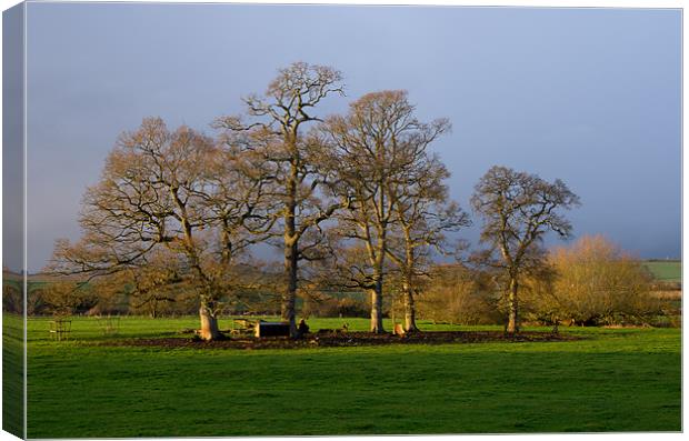 Trees and Cattle feeder Canvas Print by Pete Hemington