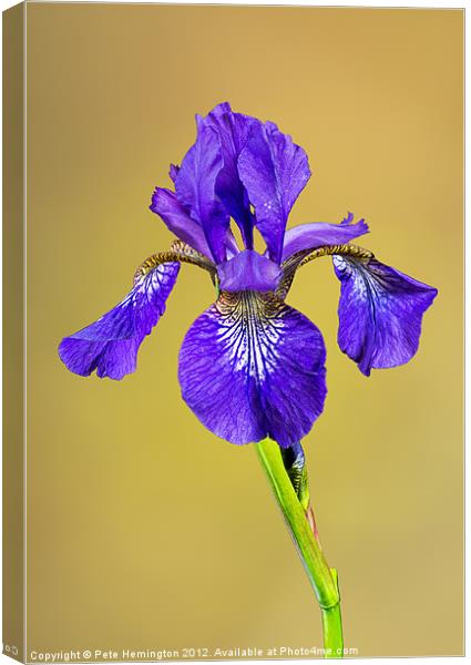 Single Iris flower Canvas Print by Pete Hemington