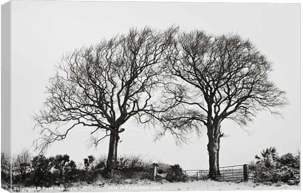 Two snowy trees Canvas Print by Pete Hemington