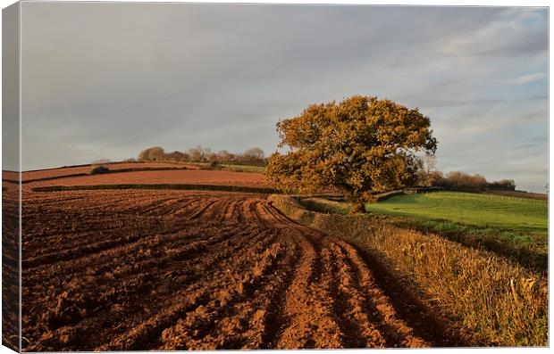 Furrows and Field Canvas Print by Pete Hemington