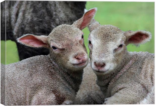 Spring lambs Canvas Print by Pete Hemington