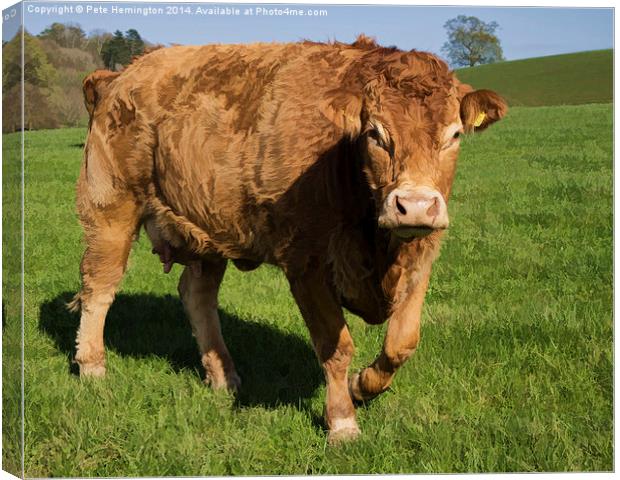 Limousin Cow Canvas Print by Pete Hemington