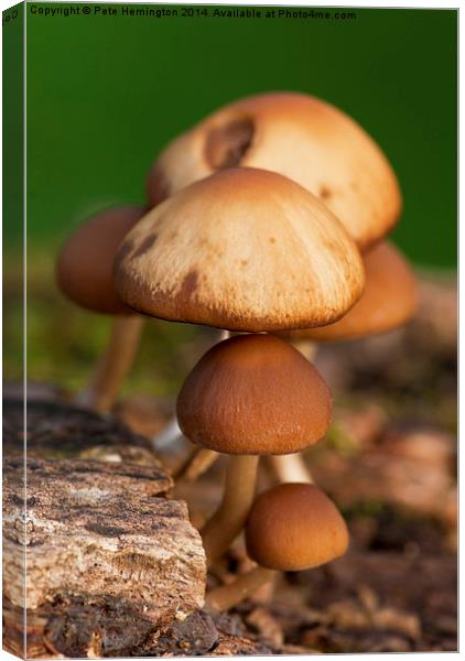  Mushrooms Canvas Print by Pete Hemington