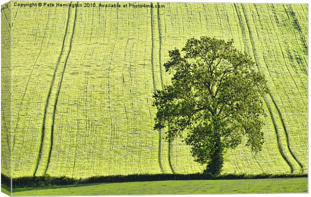  Lone tree Canvas Print by Pete Hemington