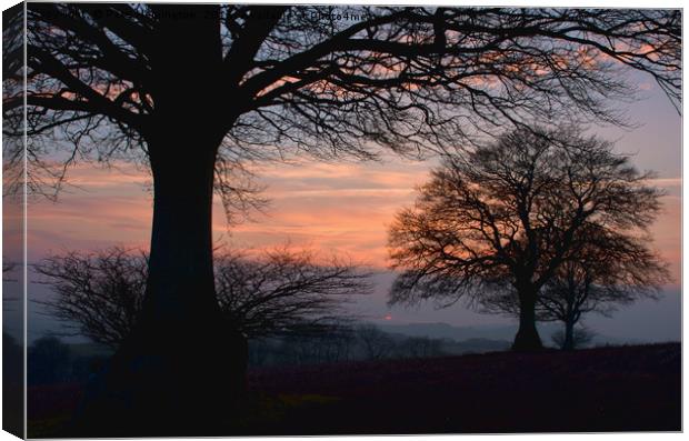Sunset through the trees Canvas Print by Pete Hemington