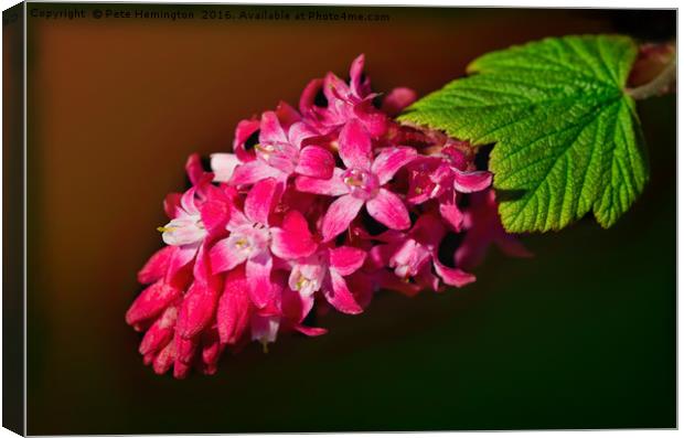 Flowering Cherry Ribes Canvas Print by Pete Hemington