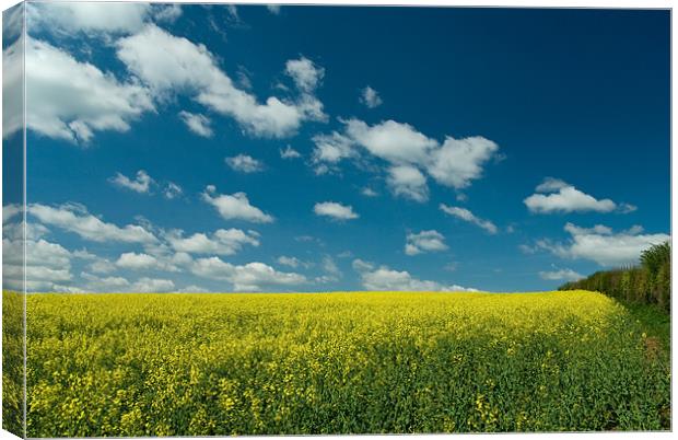 Summer skies above Rape seed crop Canvas Print by Pete Hemington