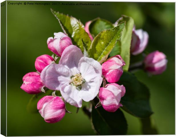 Apple Blossom Canvas Print by Pete Hemington
