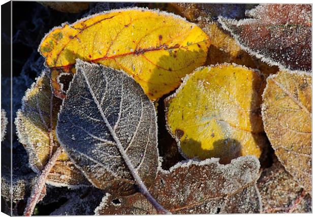 Frosty leaves Canvas Print by Pete Hemington