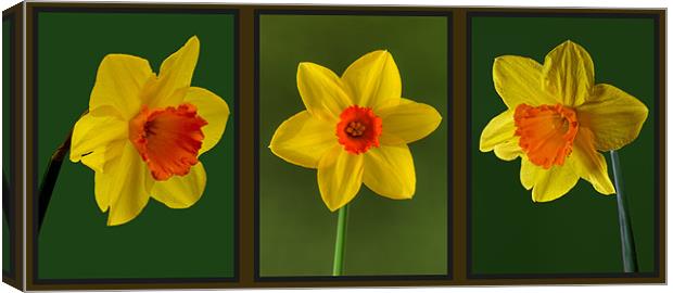 Daffodil Triptych Canvas Print by Pete Hemington