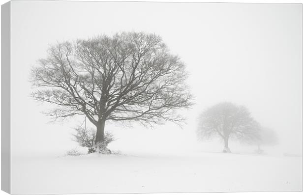 Three trees Canvas Print by Pete Hemington