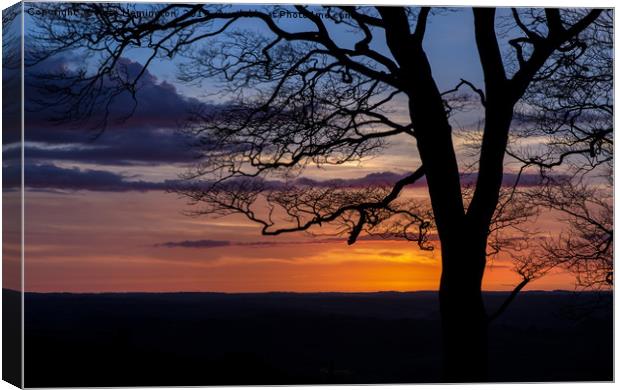 Tree Silhouette Canvas Print by Pete Hemington