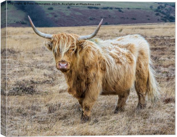 Longhorn cow on Exmoor Canvas Print by Pete Hemington
