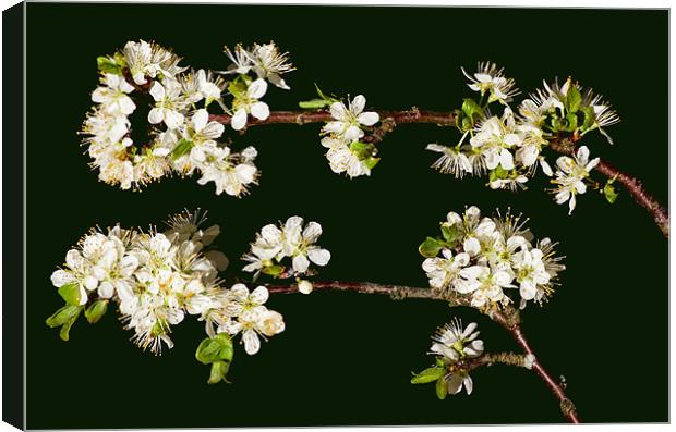 Plum blossom Canvas Print by Pete Hemington