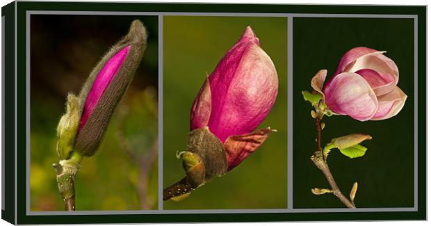 Magnolia Triptych Canvas Print by Pete Hemington