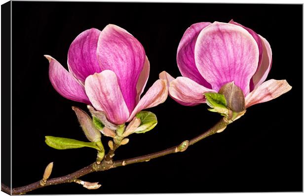 Magnolia blooms Canvas Print by Pete Hemington