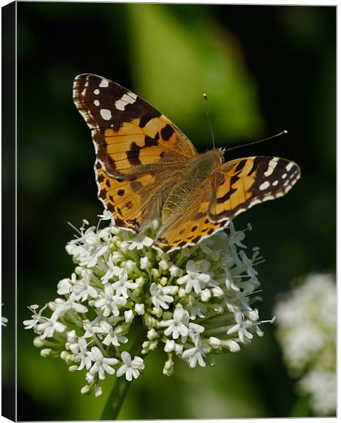 Painted lady butterfly Canvas Print by Pete Hemington