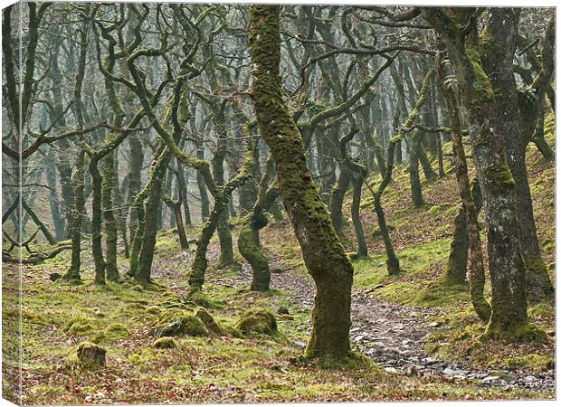 Woods near Badgeworthy Water Exmoor Canvas Print by Pete Hemington