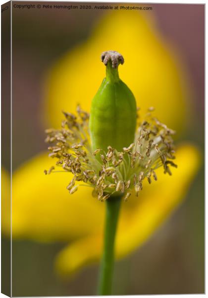 Poppy seed head Canvas Print by Pete Hemington