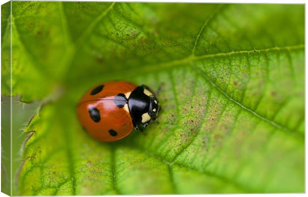 Ladybird macro Canvas Print by Pete Hemington