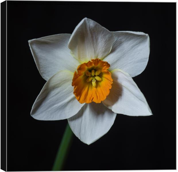 Single white petalled daffodil flower Canvas Print by Pete Hemington
