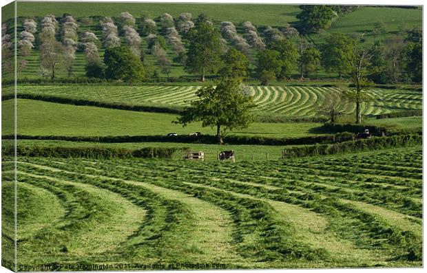 Making Hay Canvas Print by Pete Hemington