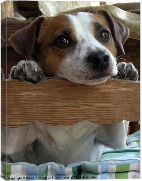 Adorable Jack Russell Terrier Enjoys the Moment Canvas Print by Graham Taylor