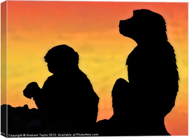 Majestic Taif Monkey at Sunset Canvas Print by Graham Taylor