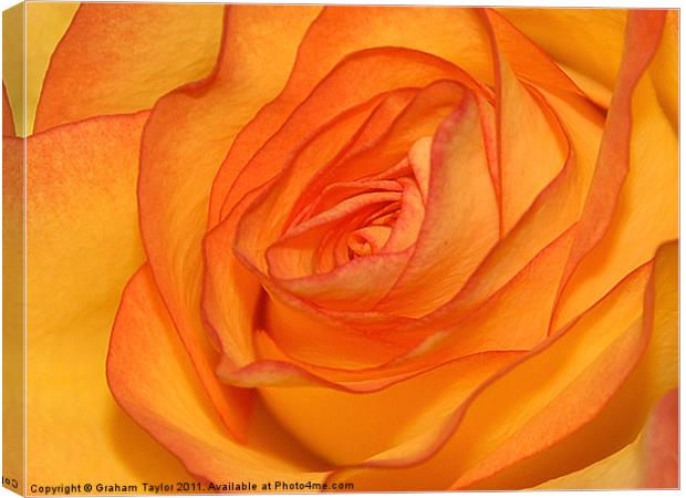 Orange Rose Canvas Print by Graham Taylor