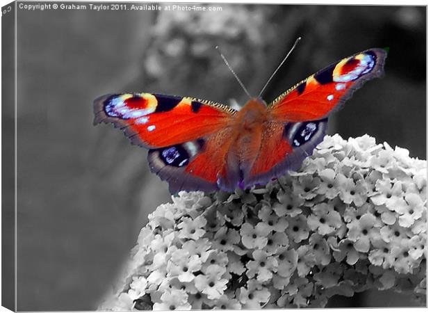 Vibrant Peacock Butterfly Canvas Print by Graham Taylor