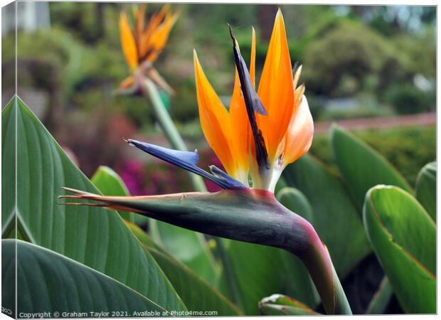Majestic Bird of Paradise Flower Canvas Print by Graham Taylor