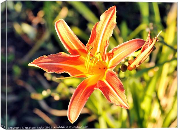 Fiery Beauty Canvas Print by Graham Taylor