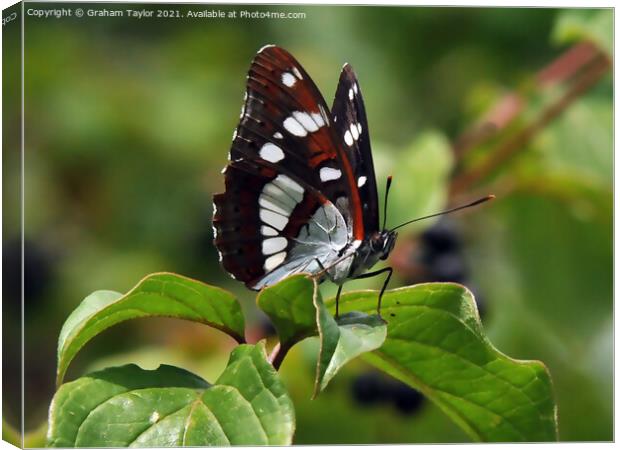 Majestic Lorquins Admiral Butterfly Canvas Print by Graham Taylor