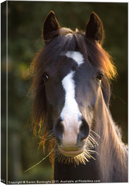 Cheeky Chappie Canvas Print by Darren Burroughs