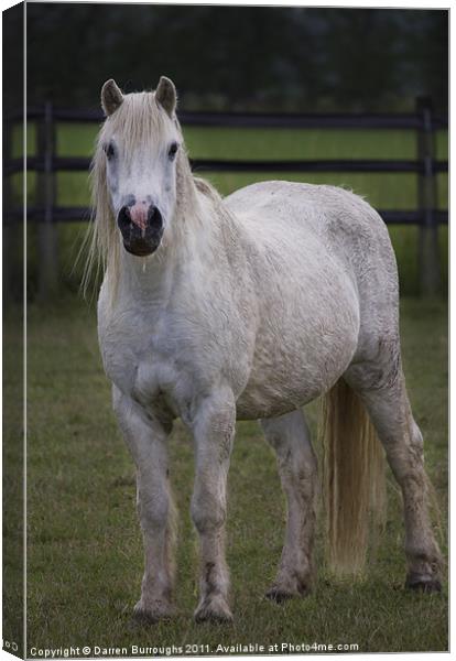 Redwings. A Real Character! Canvas Print by Darren Burroughs