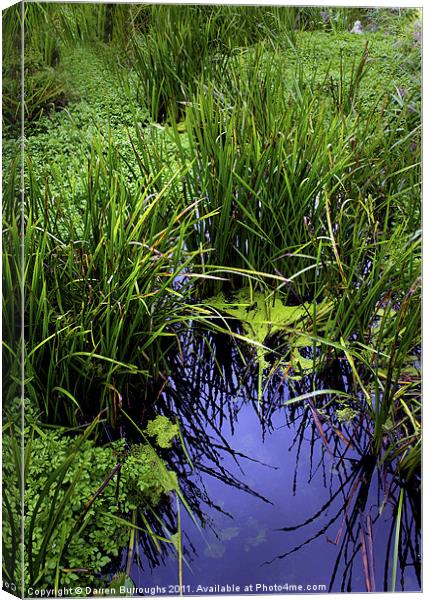 Overgrown Water Way Canvas Print by Darren Burroughs