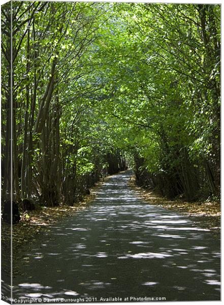 Road Under The Trees Canvas Print by Darren Burroughs