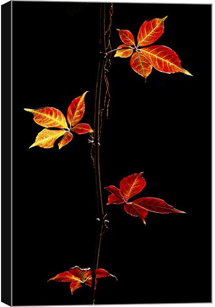 Autumn Leaves Canvas Print by Darren Burroughs