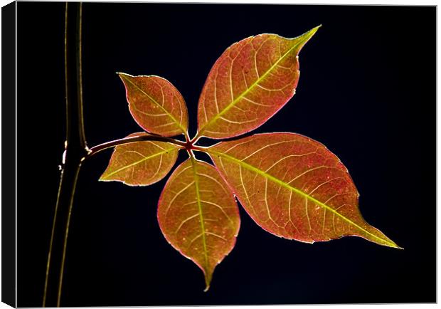 Autumn Leaf Canvas Print by Darren Burroughs